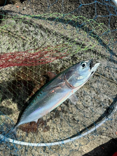 ソウダガツオの釣果