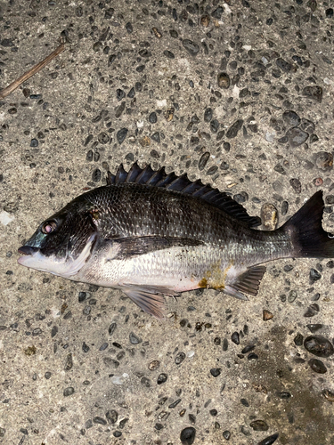 クロダイの釣果