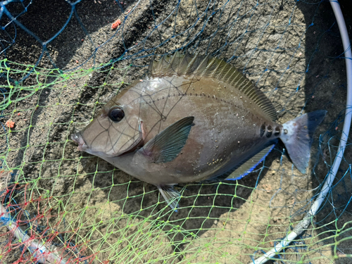 サンノジの釣果