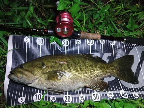 スモールマウスバスの釣果