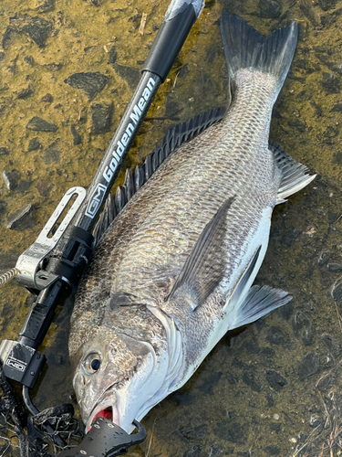 チヌの釣果