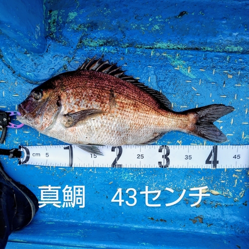 マダイの釣果