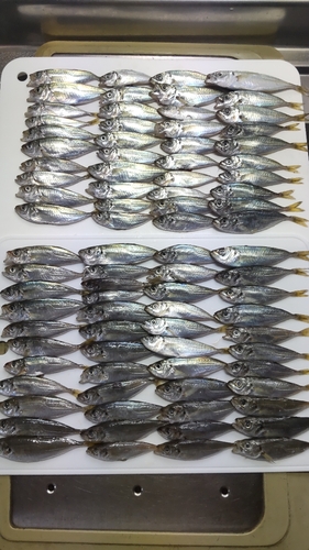 マアジの釣果