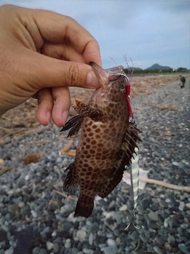 オオモンハタの釣果