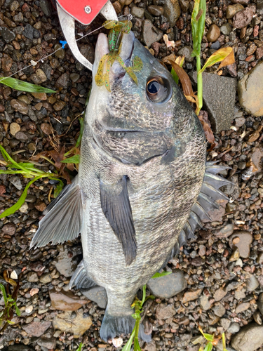 チヌの釣果