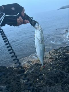 イナダの釣果