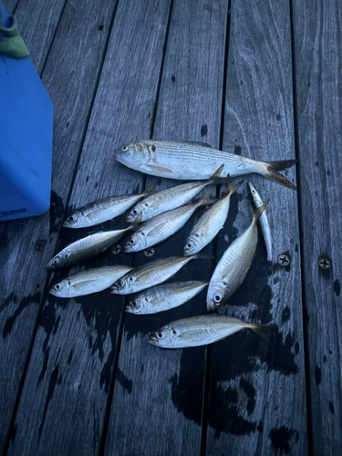 アジの釣果