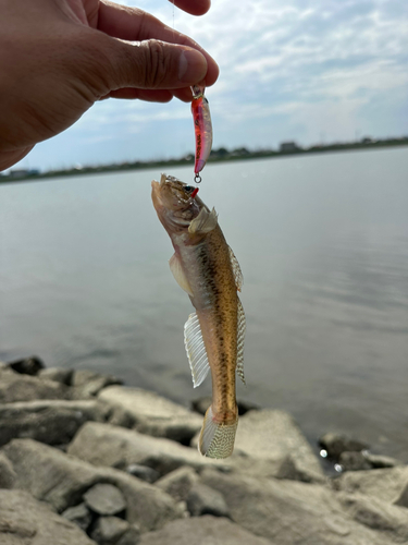 マハゼの釣果