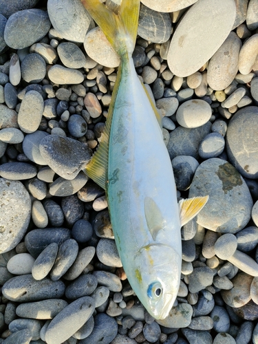 ワカシの釣果