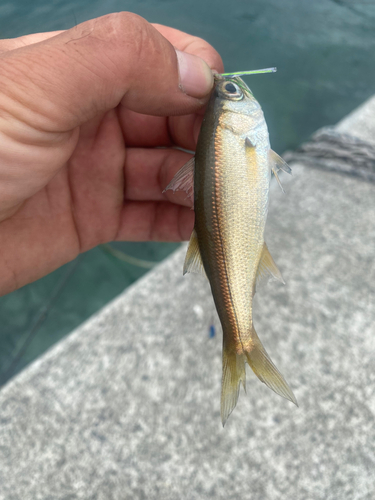 ムツの釣果