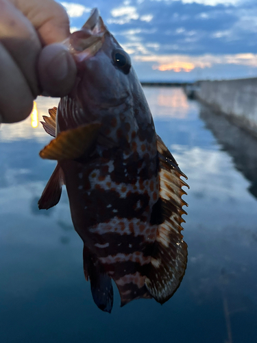 キジハタの釣果