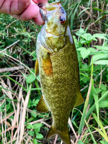 スモールマウスバスの釣果