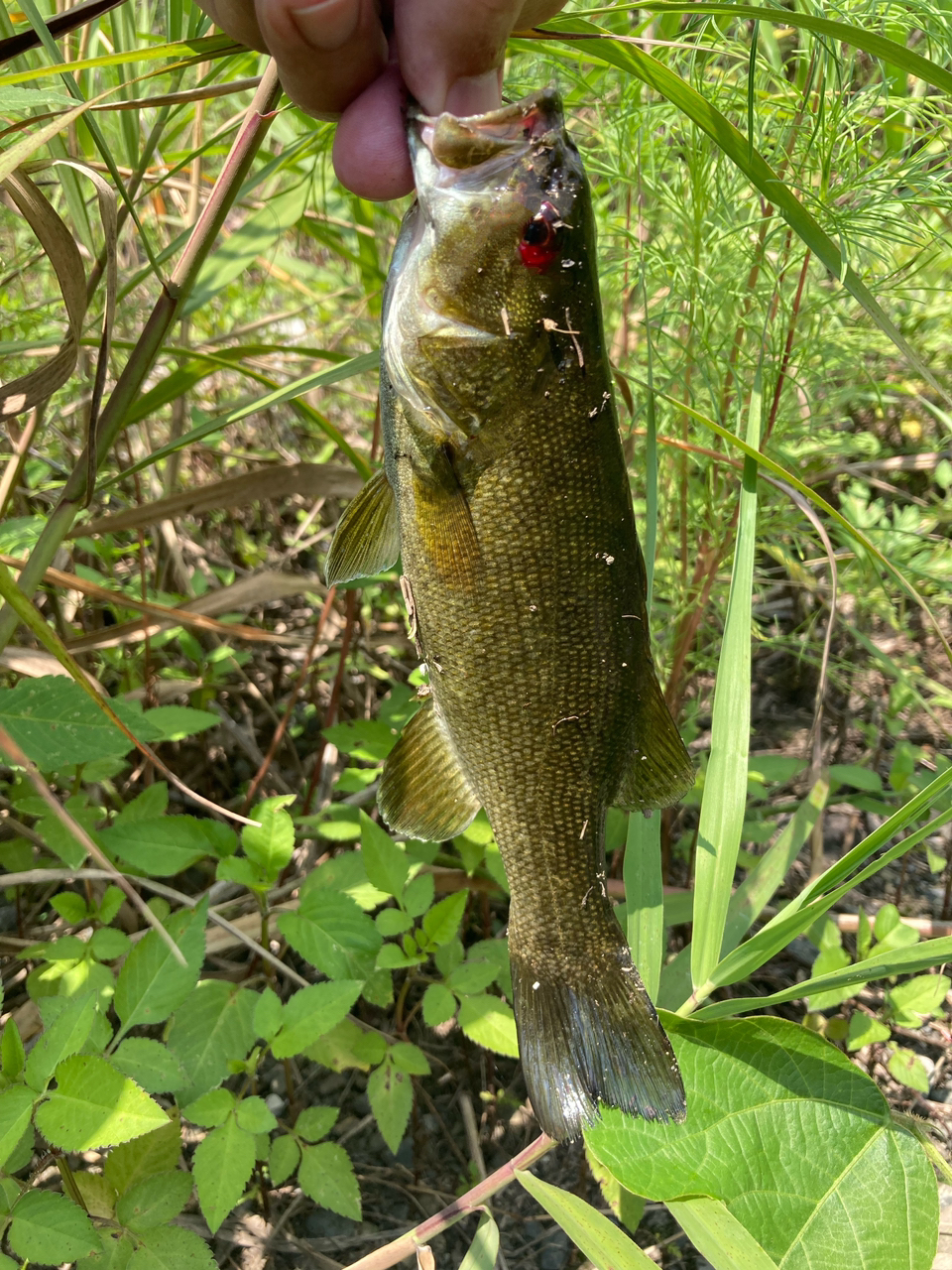 スモールマウスバス