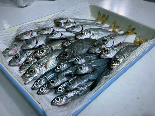 アジの釣果