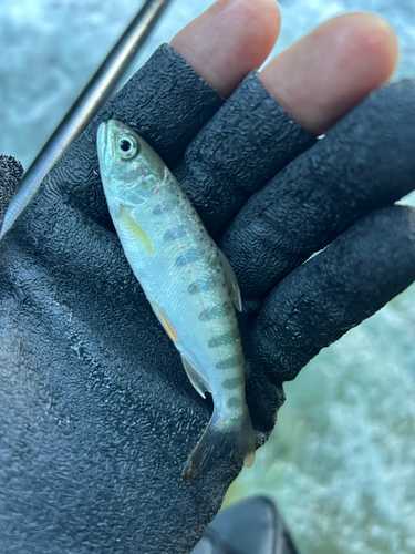 アマゴの釣果