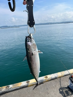 ソウダガツオの釣果