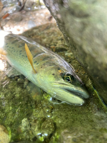 アマゴの釣果