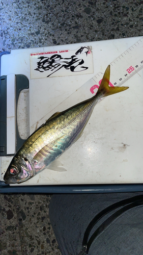 アジの釣果