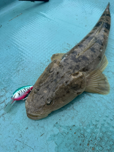 コチの釣果