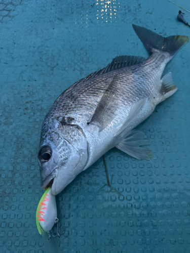 コチの釣果