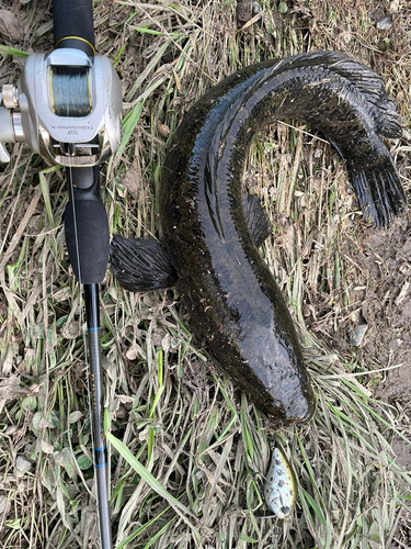 ライギョの釣果