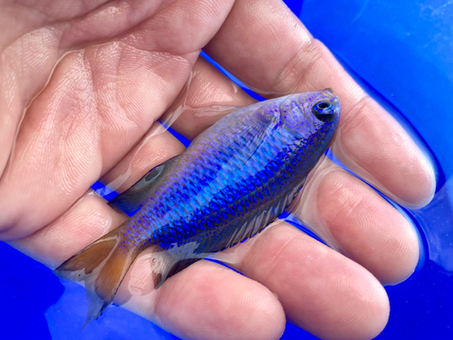 ソラスズメダイの釣果