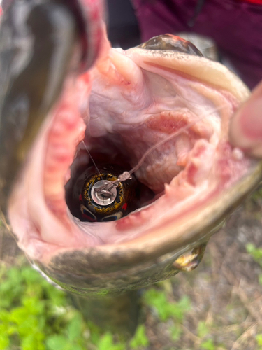 ライギョの釣果