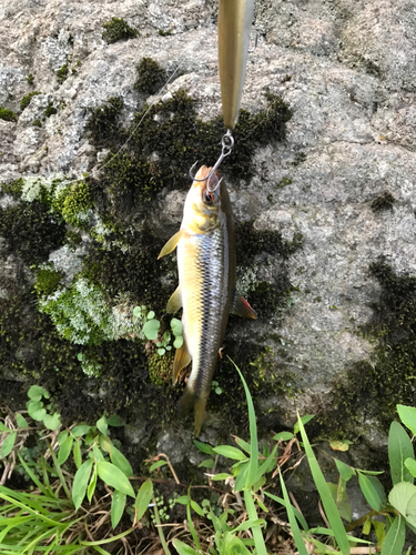 カワムツの釣果