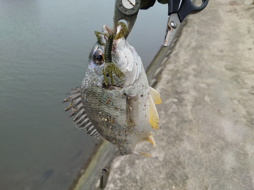 キビレの釣果