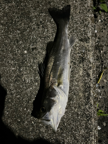 セイゴ（マルスズキ）の釣果