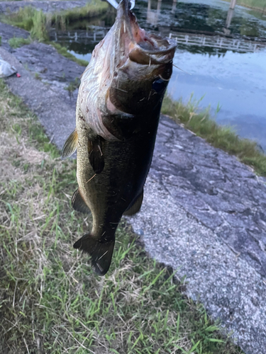 ラージマウスバスの釣果