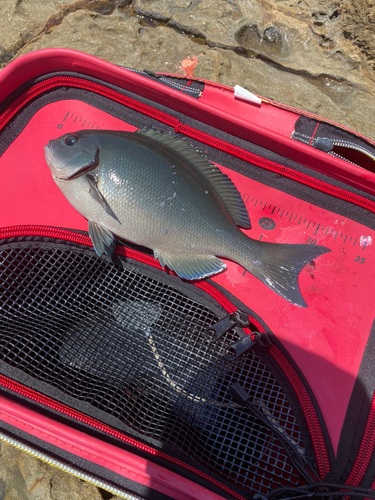 オナガグレの釣果