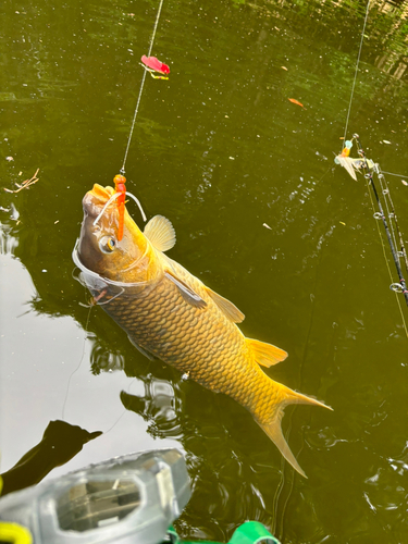 コイの釣果