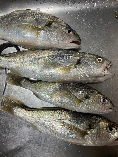 イシモチの釣果