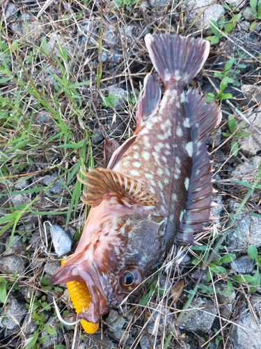 ガシラの釣果