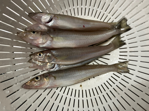 キスの釣果