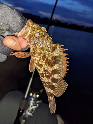 タケノコメバルの釣果