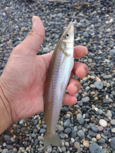 キスの釣果