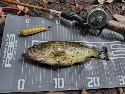 ラージマウスバスの釣果