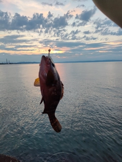 キジハタの釣果