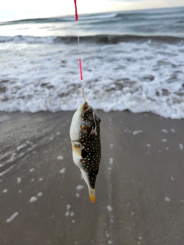 クサフグの釣果