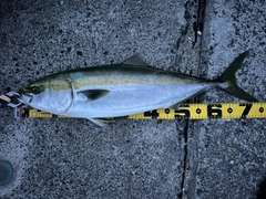 メジロの釣果