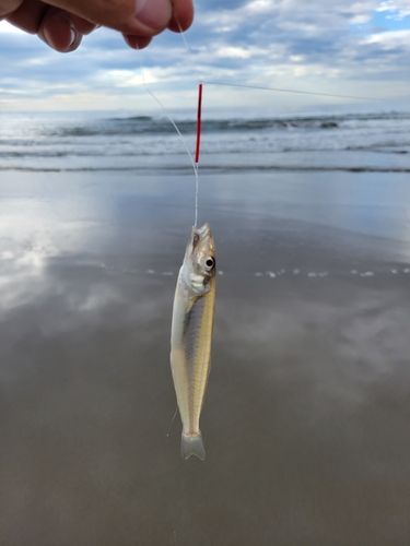 シロギスの釣果