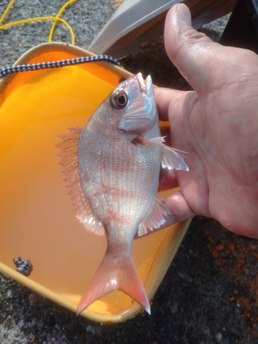 タイの釣果