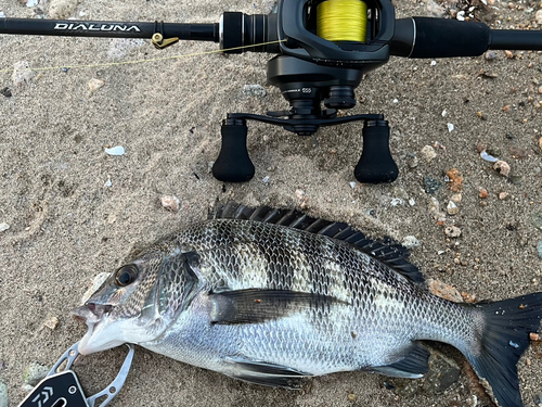 クロダイの釣果