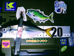 マアジの釣果