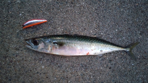 サバの釣果