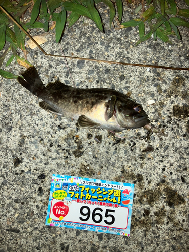 クロソイの釣果