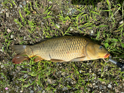 コイの釣果