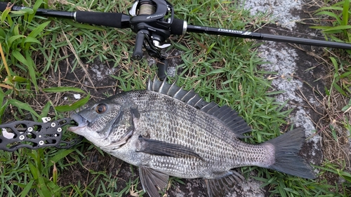 クロダイの釣果